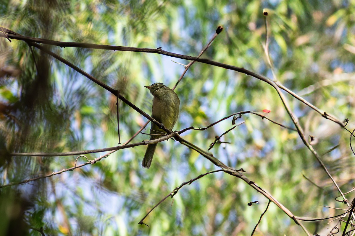 Highland Elaenia - ML633174285