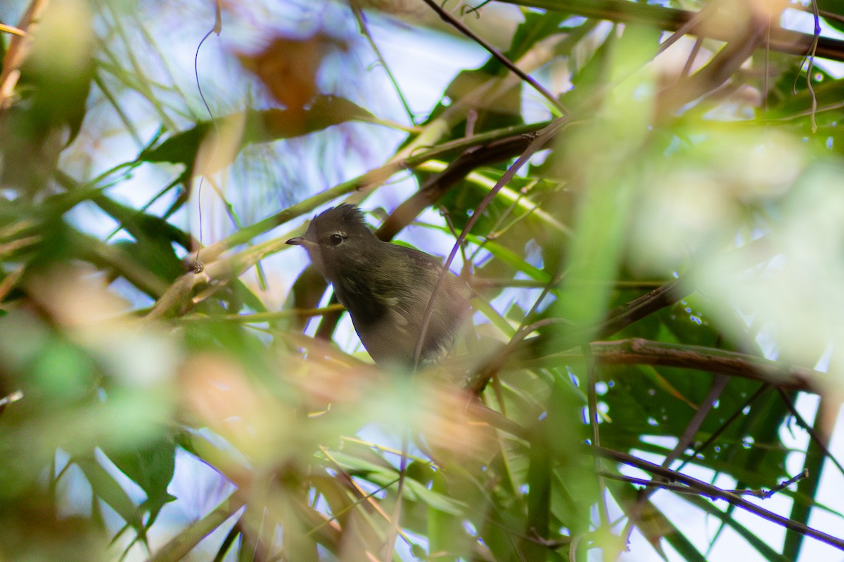 Highland Elaenia - ML633174286