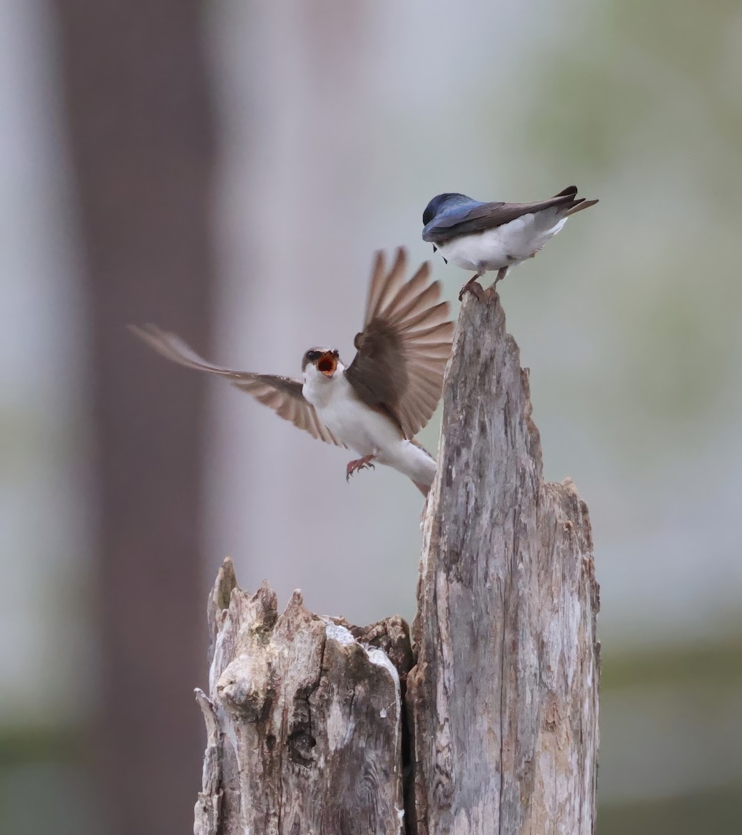 Tree Swallow - ML633174296