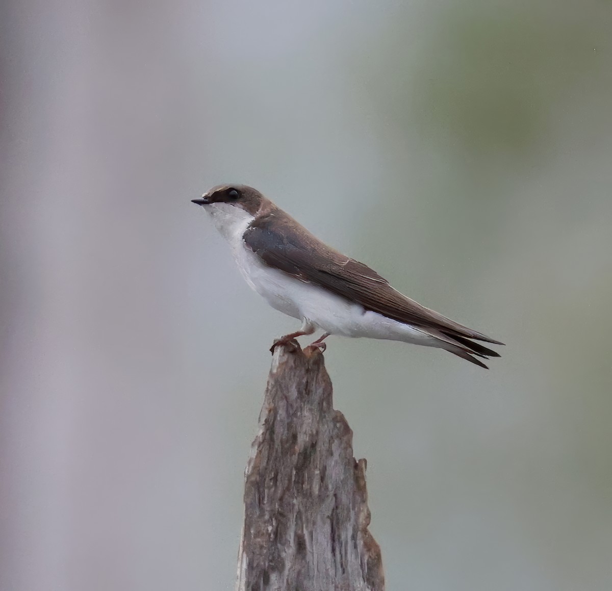 Tree Swallow - ML633174304