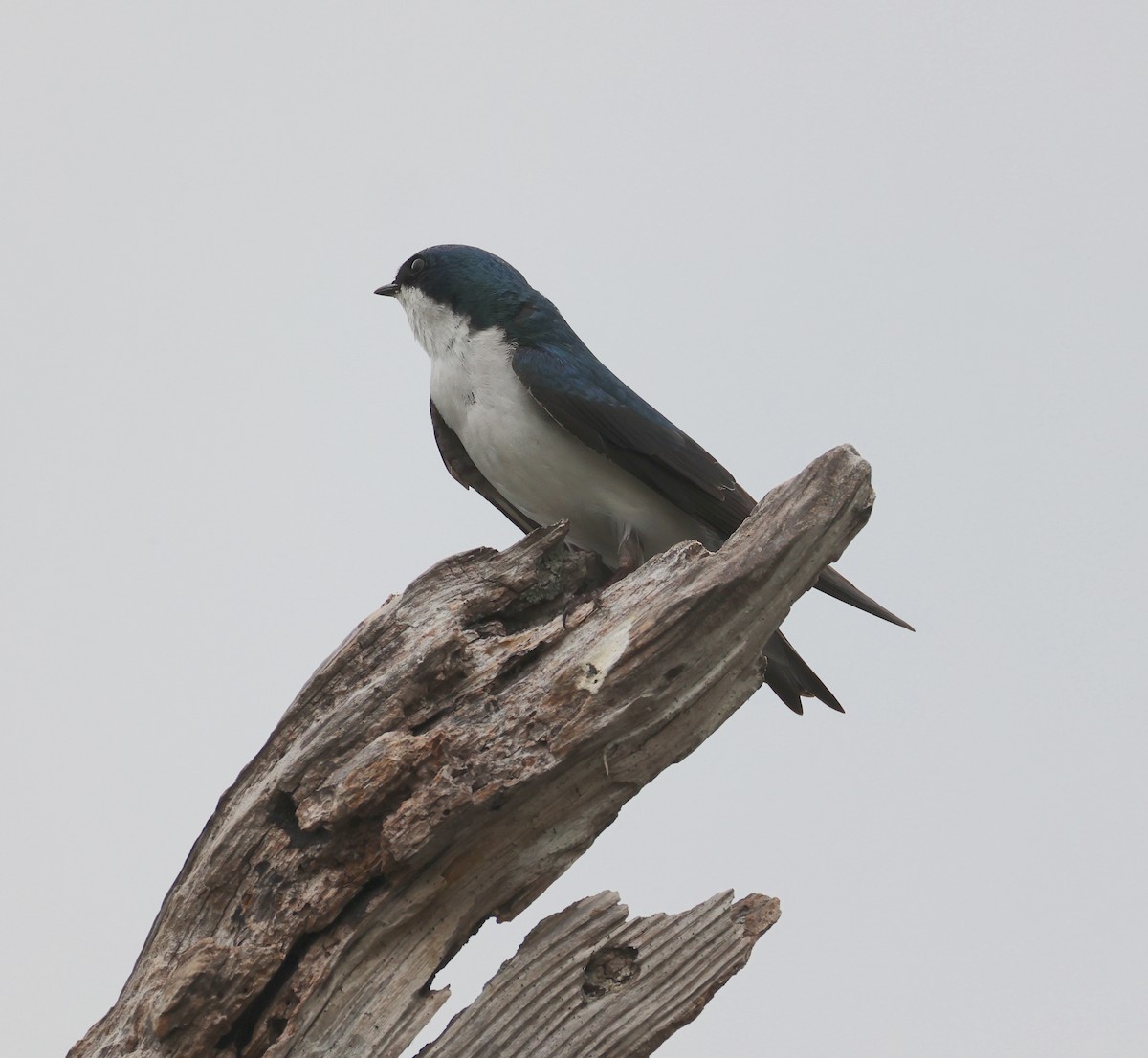 Tree Swallow - ML633174310