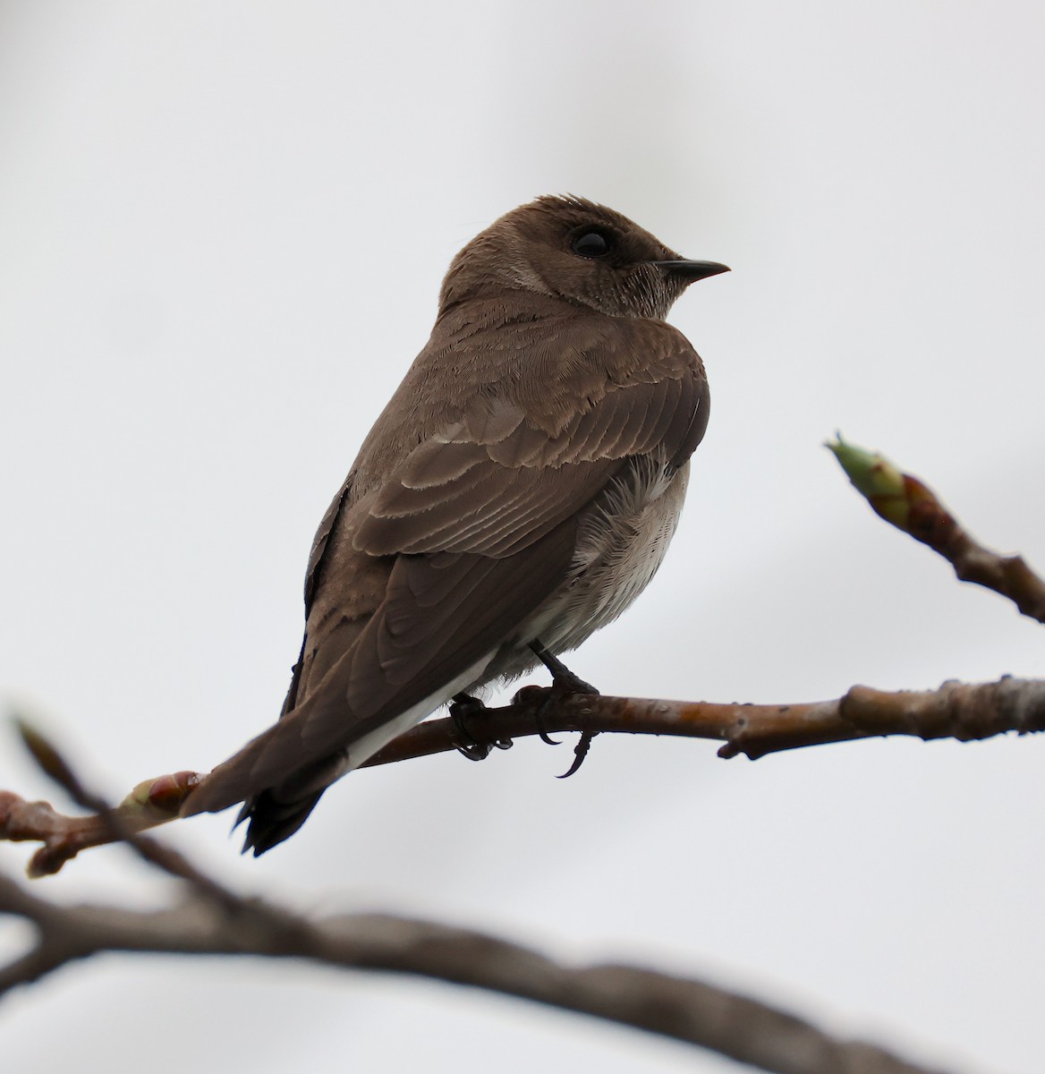 Northern Rough-winged Swallow - ML633174318