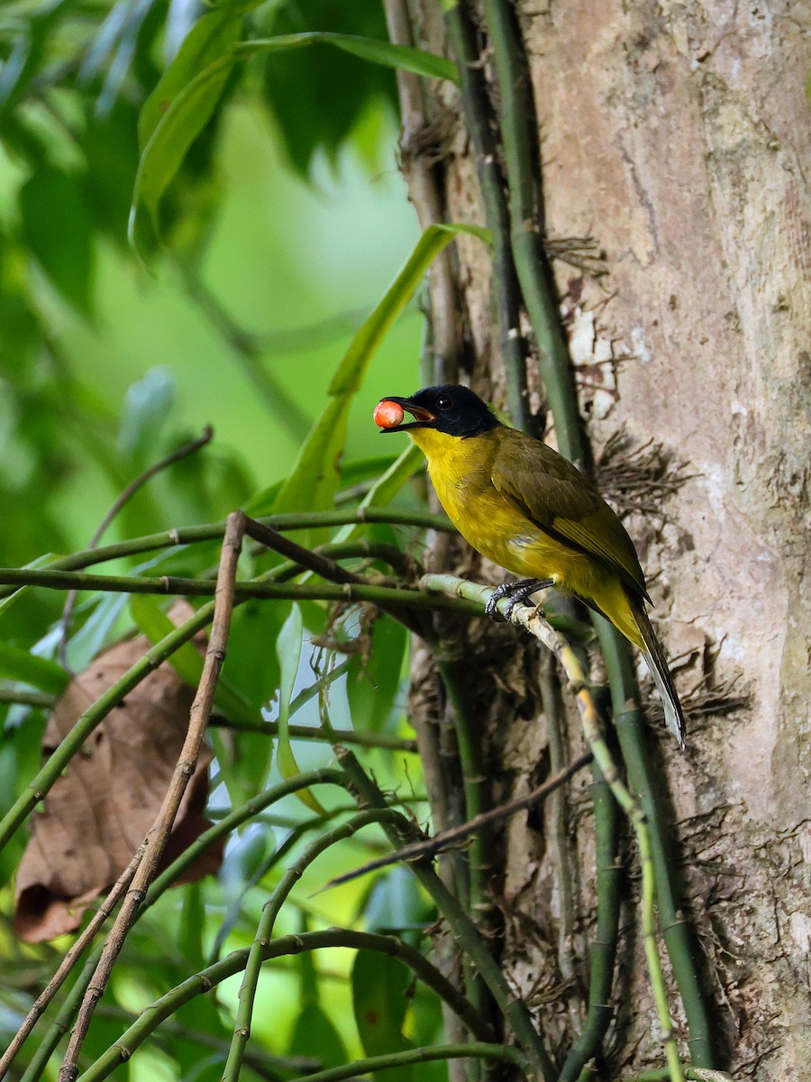 Black-capped Bulbul - ML633174628