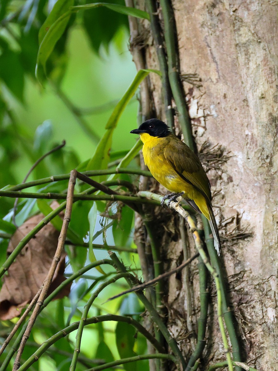 Black-capped Bulbul - ML633174629