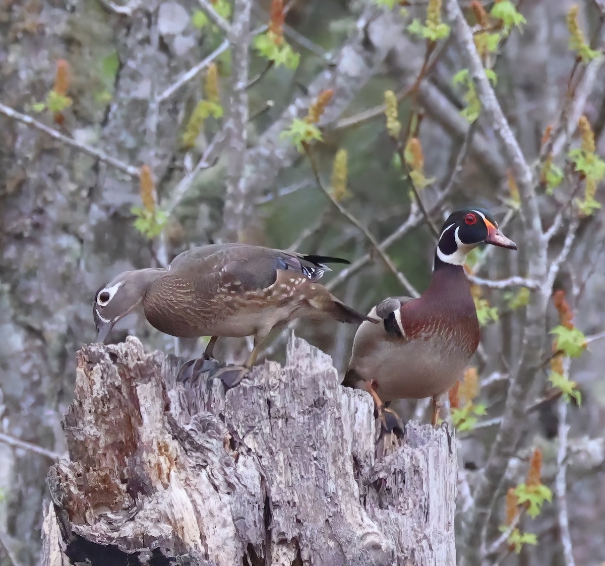 Wood Duck - ML633174659