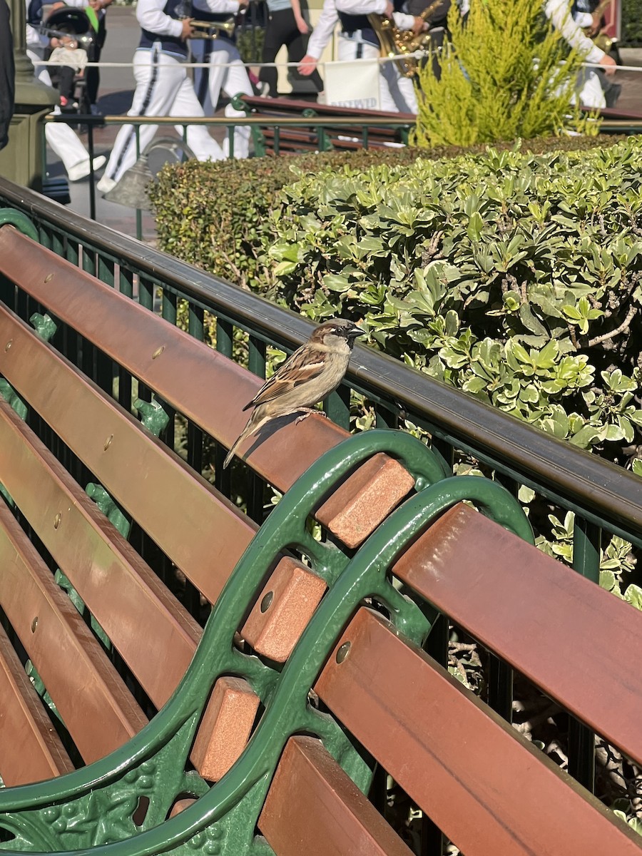 House Sparrow - ML633174665