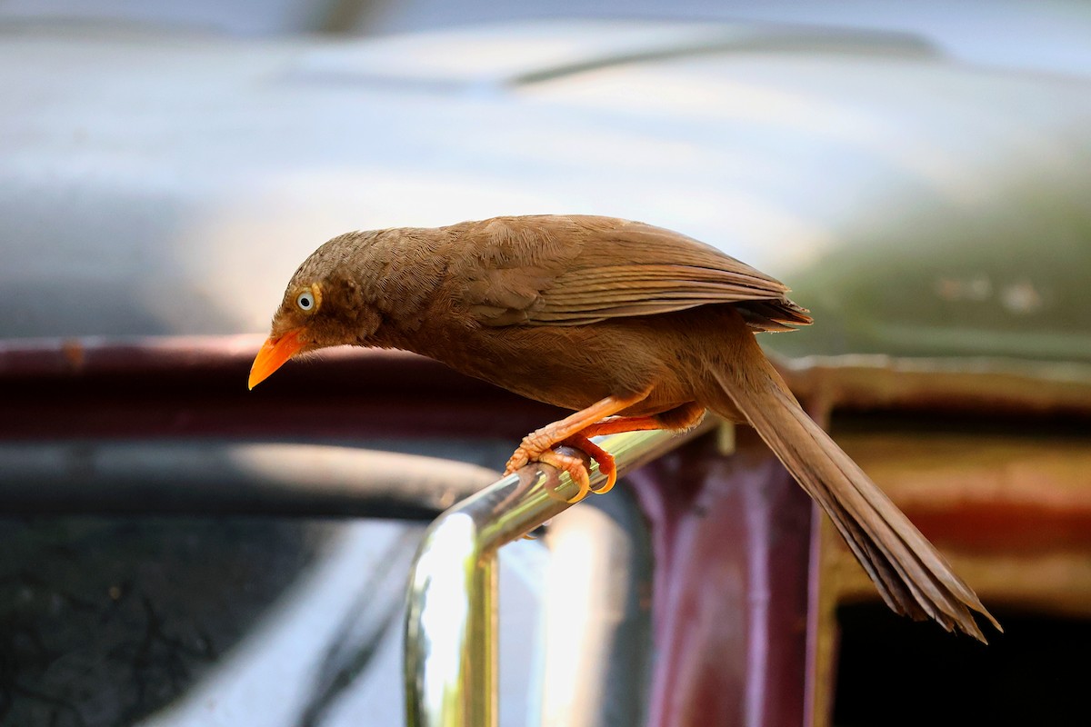 Orange-billed Babbler - ML633174683