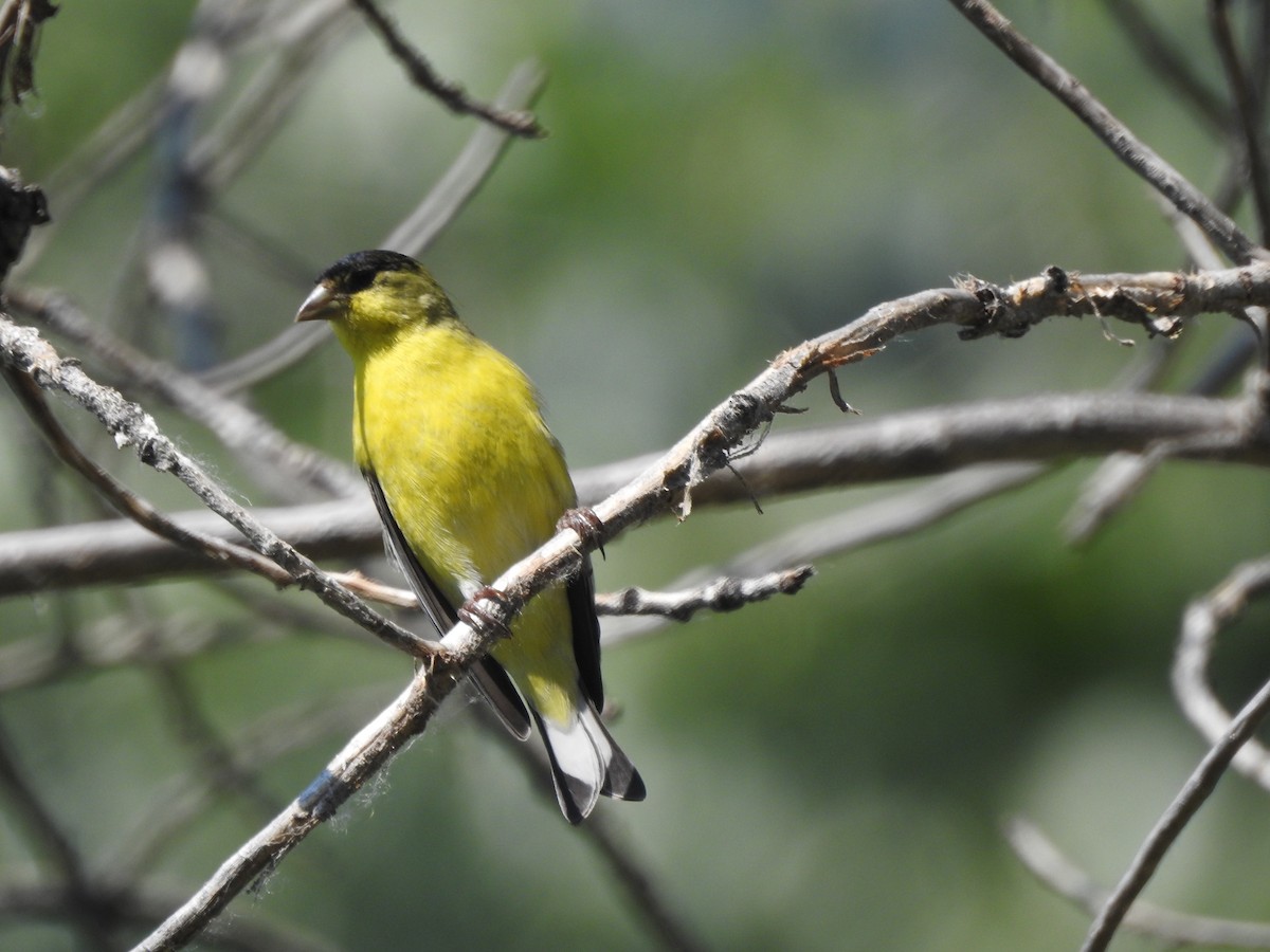 Lesser Goldfinch - ML63317471