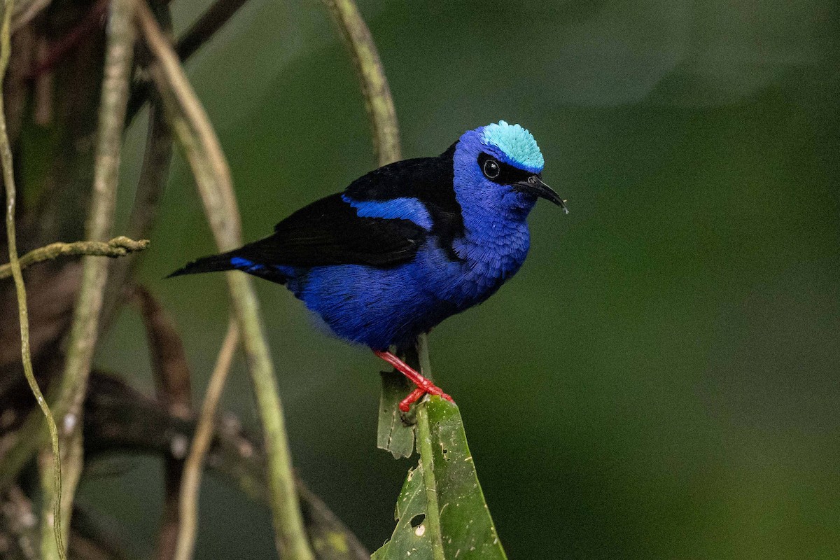 Red-legged Honeycreeper - Eric VanderWerf
