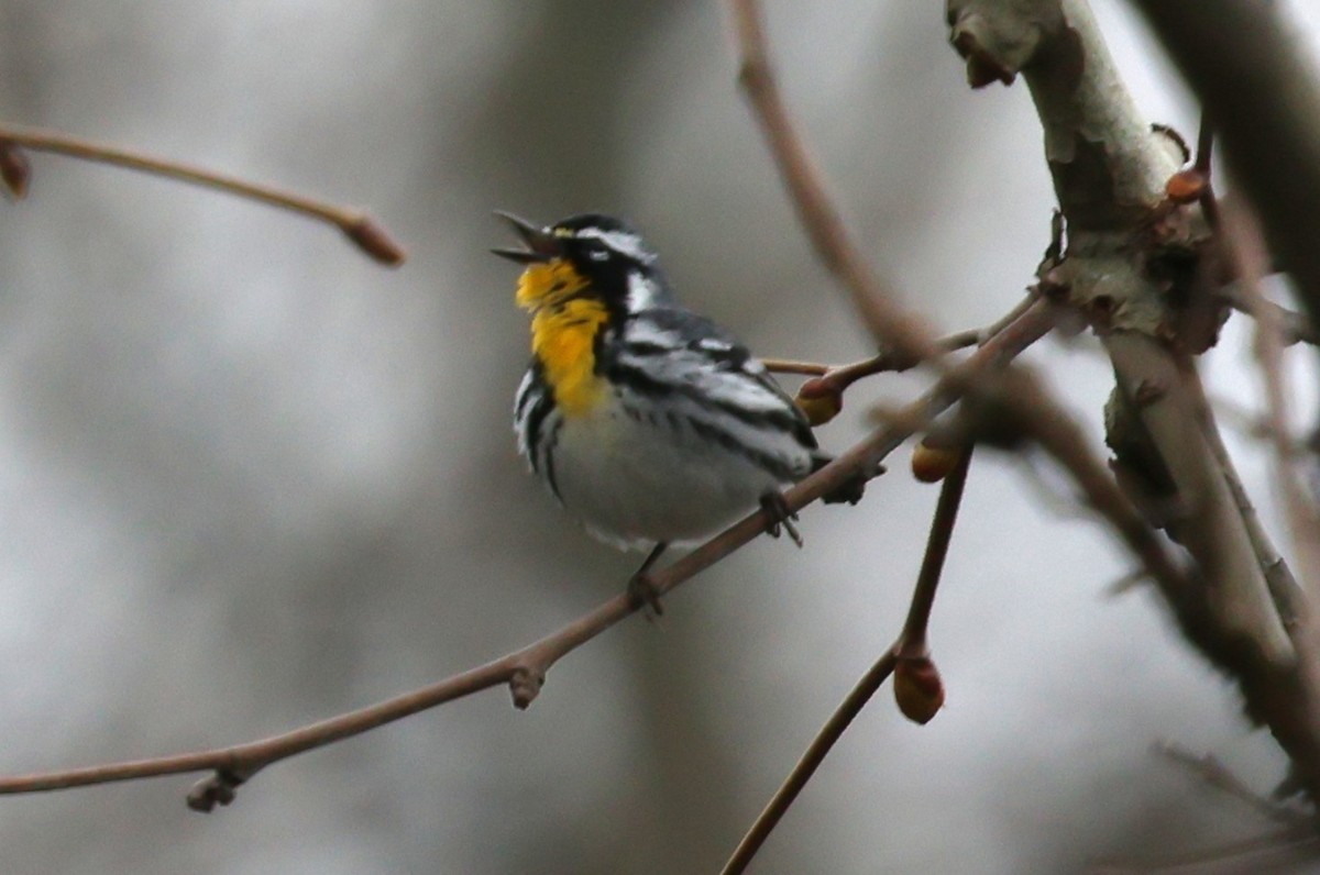 Yellow-throated Warbler - ML633174742