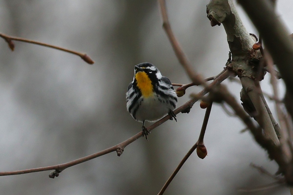 Yellow-throated Warbler - ML633174743