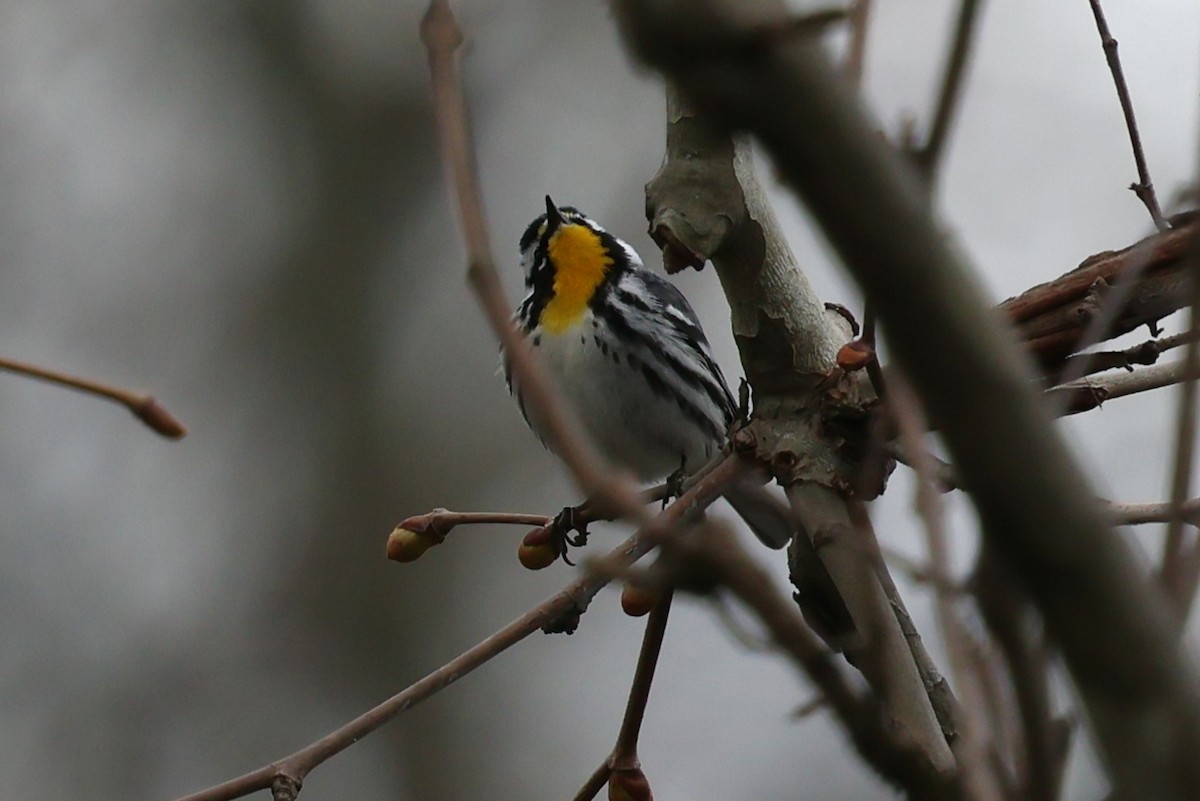 Yellow-throated Warbler - ML633174744