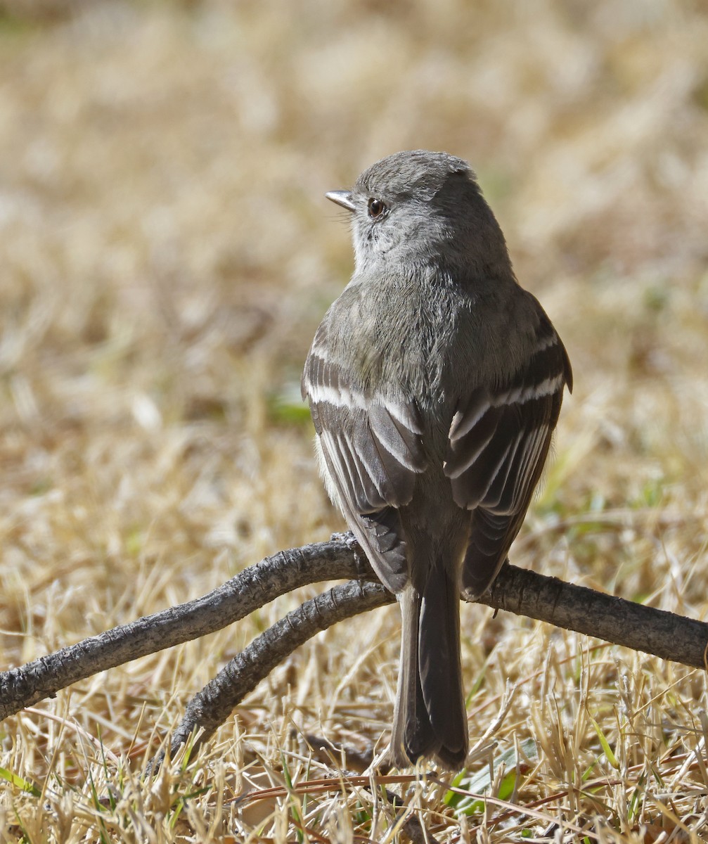 Hammond's Flycatcher - ML633174943