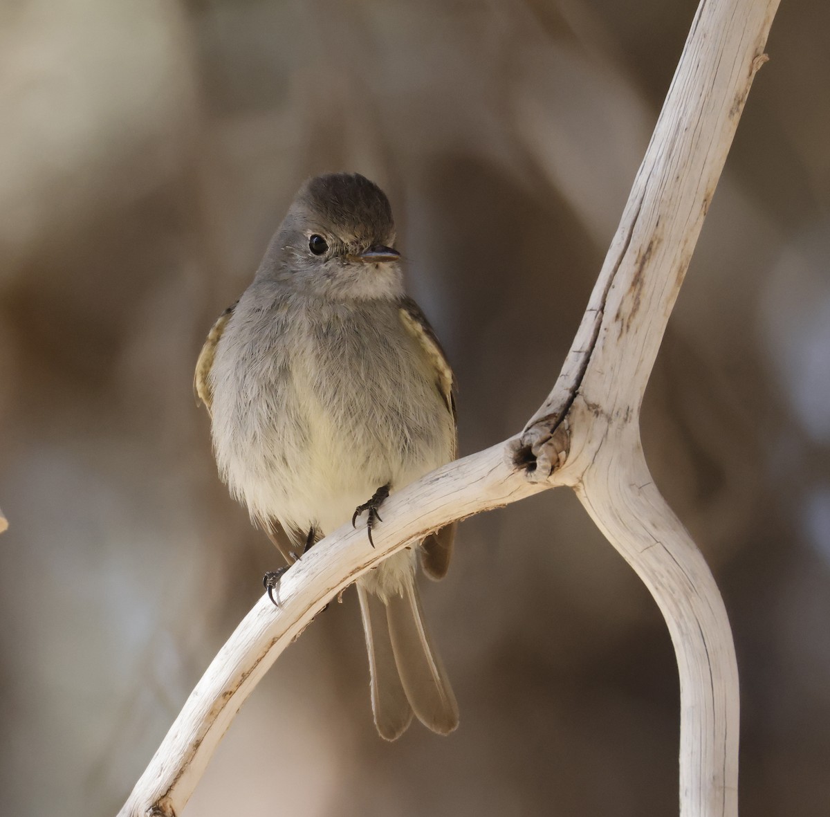 Hammond's Flycatcher - ML633174944