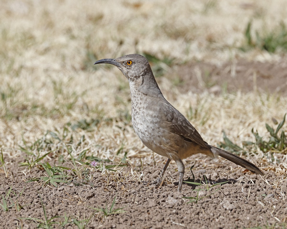Curve-billed Thrasher - ML633174967
