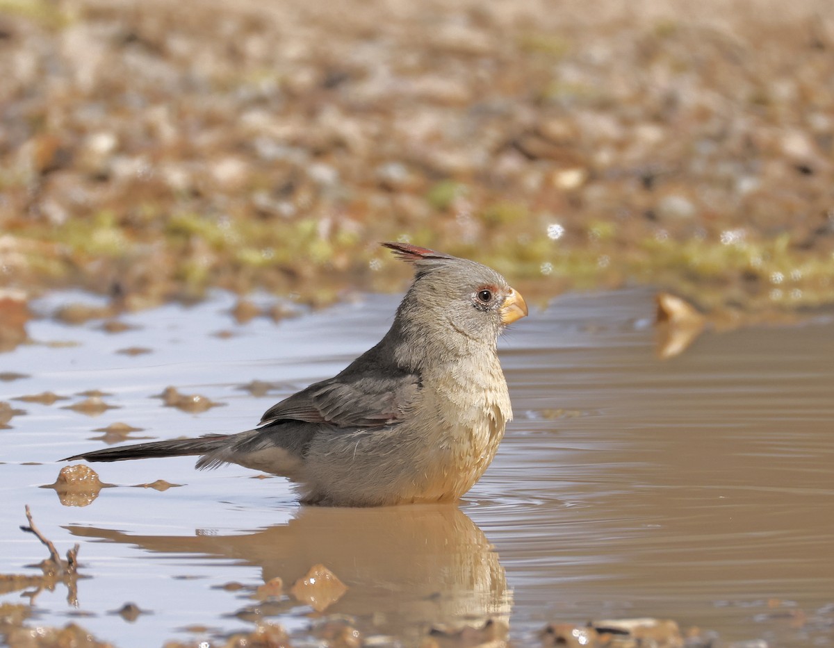 Pyrrhuloxia - ML633174984