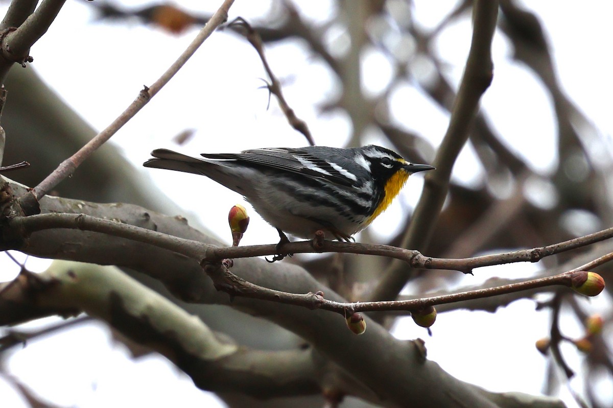 Yellow-throated Warbler - ML633175000