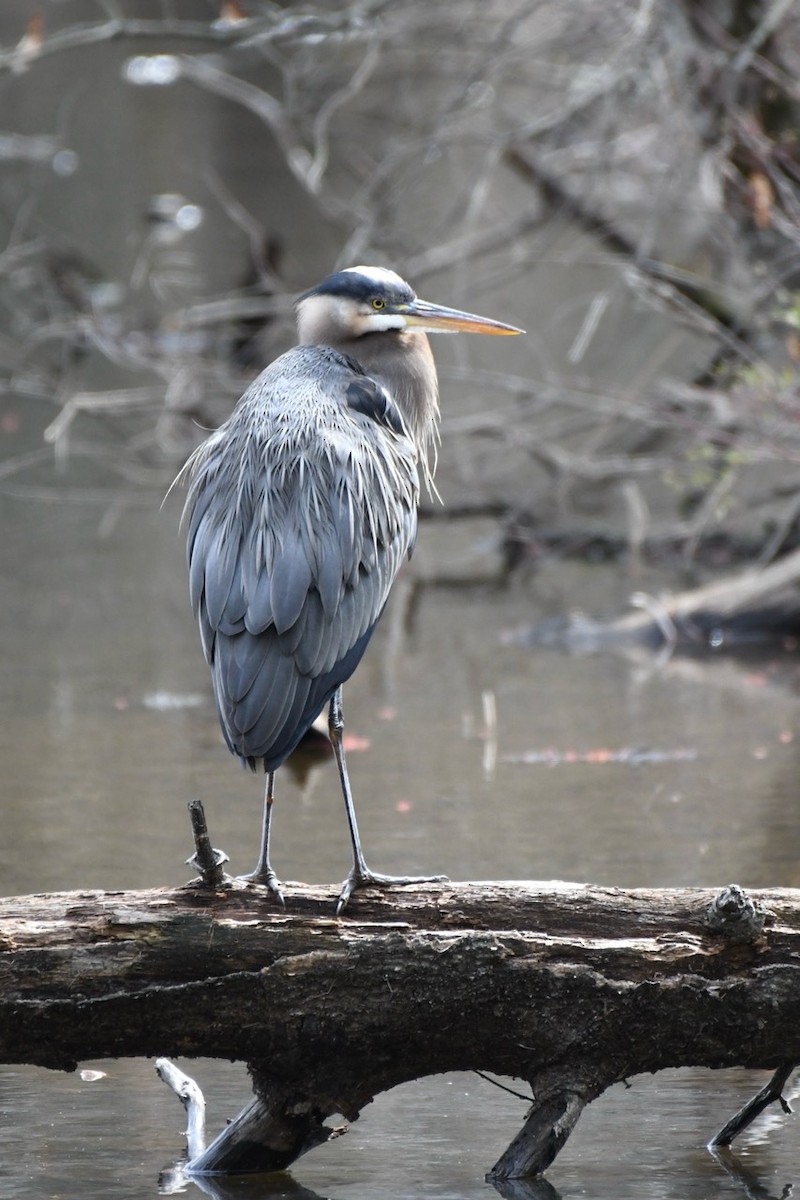 Great Blue Heron - ML633175101