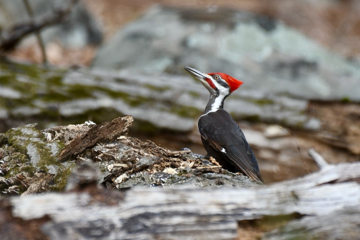 Pileated Woodpecker - ML633175109