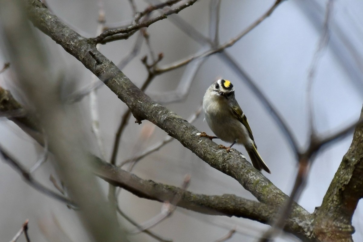 Golden-crowned Kinglet - ML633175114