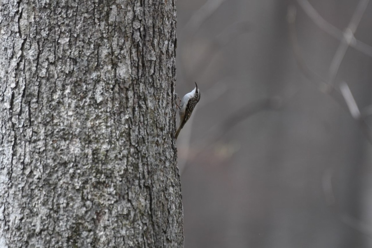 Brown Creeper - ML633175117