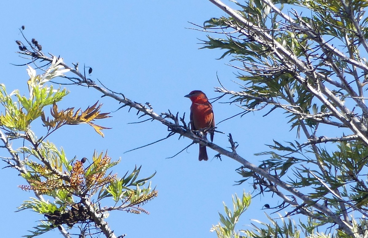 Piranga orangé - ML633175138