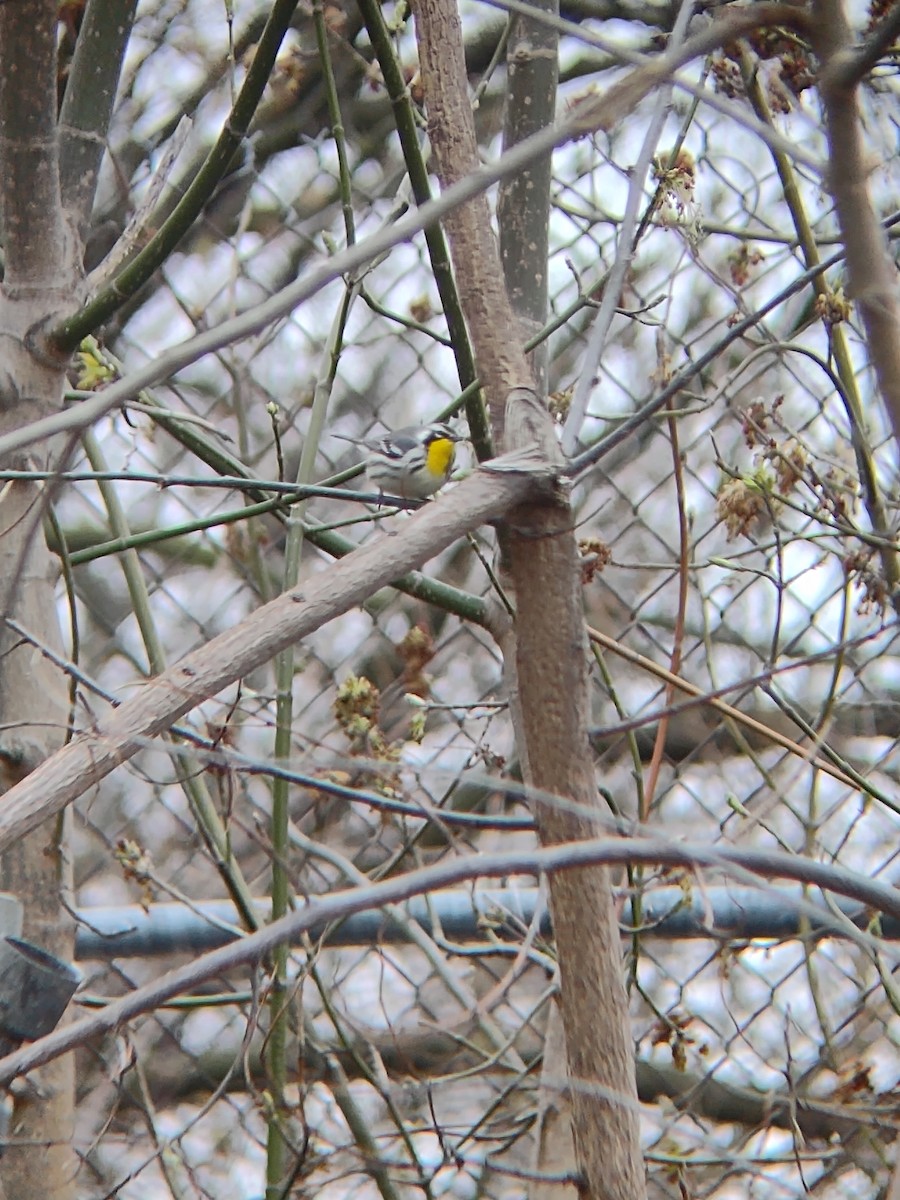 Yellow-throated Warbler - ML633175149