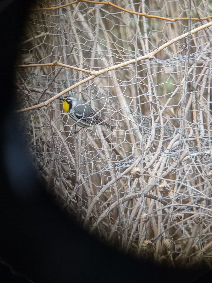 Yellow-throated Warbler - ML633175150