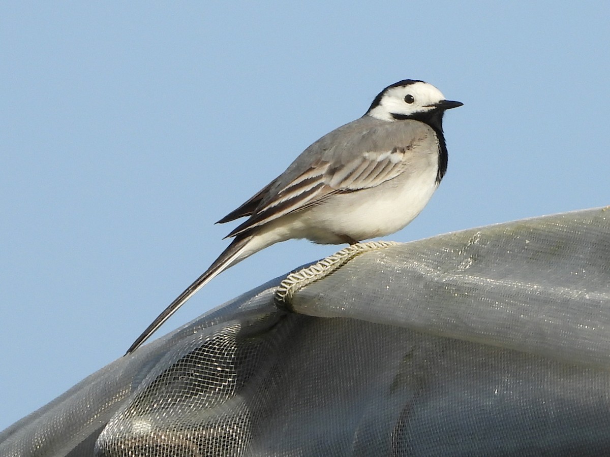 Хөх цэгцгий - ML633175158