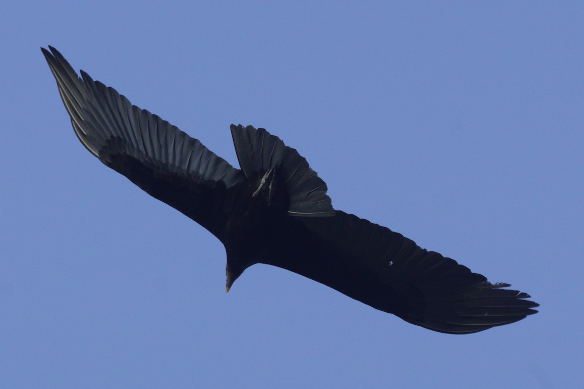 Lesser Yellow-headed Vulture - Mike Pennington