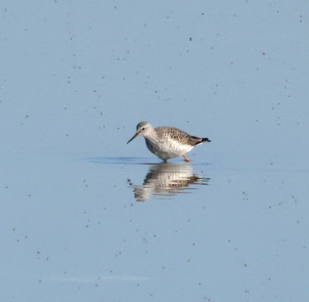 Lesser Yellowlegs - ML633175305