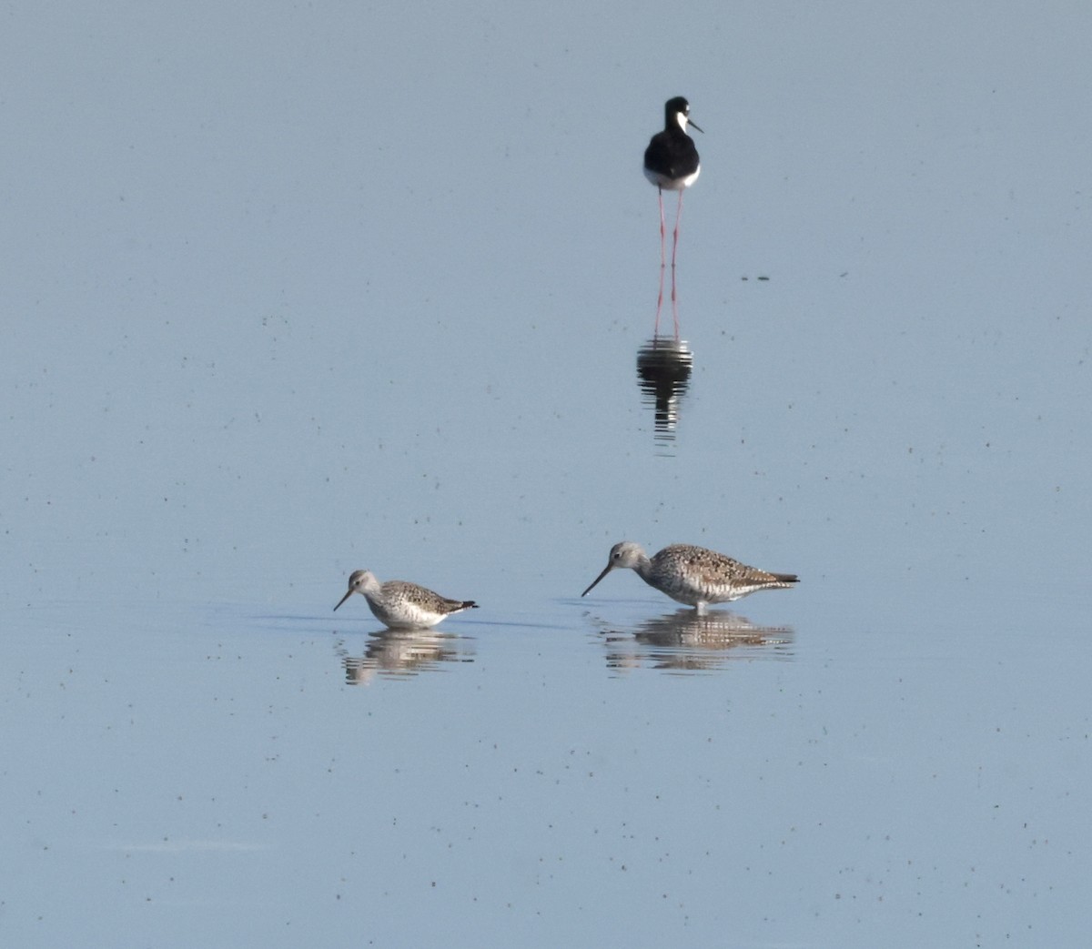 Lesser Yellowlegs - ML633175306