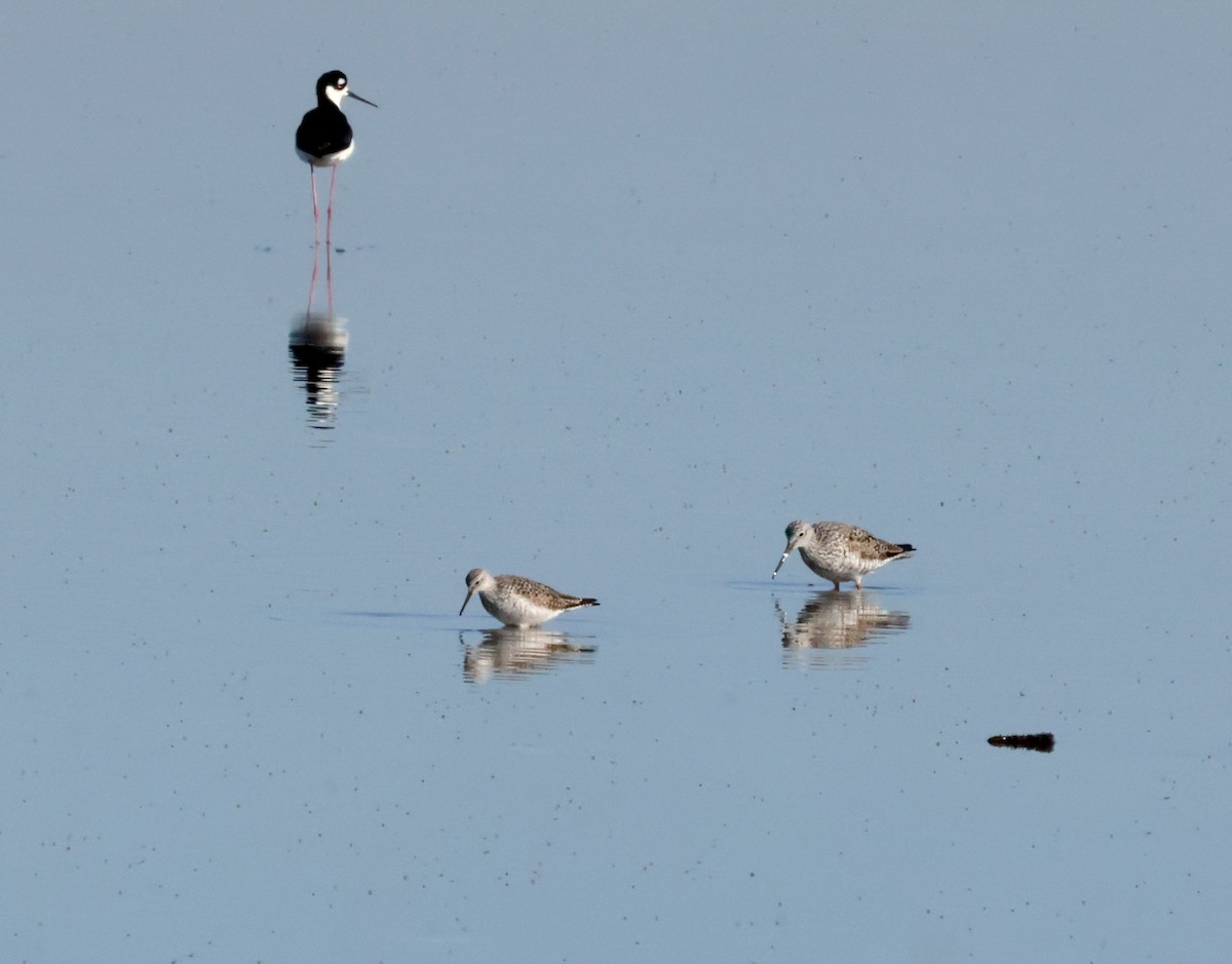 Lesser Yellowlegs - ML633175307