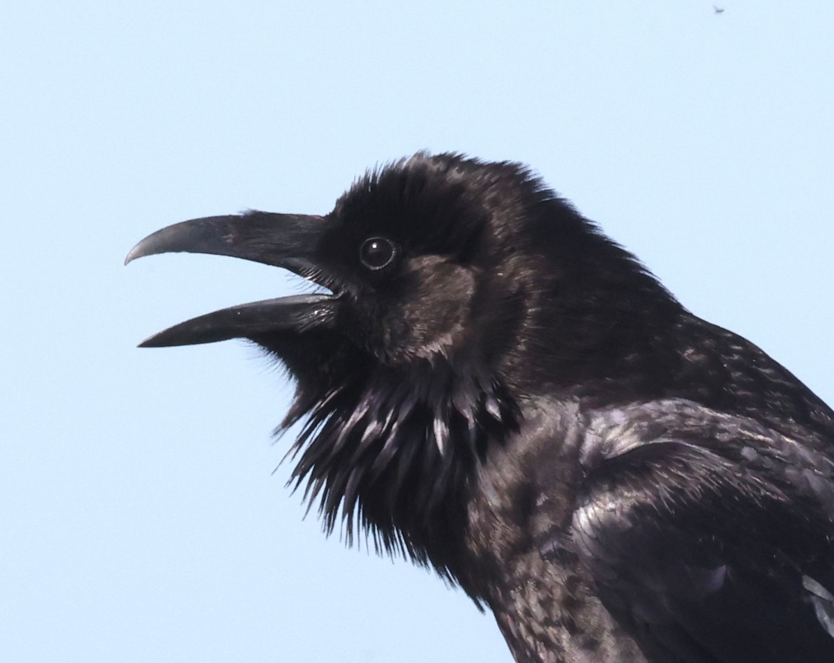 Common Raven - ML633175437