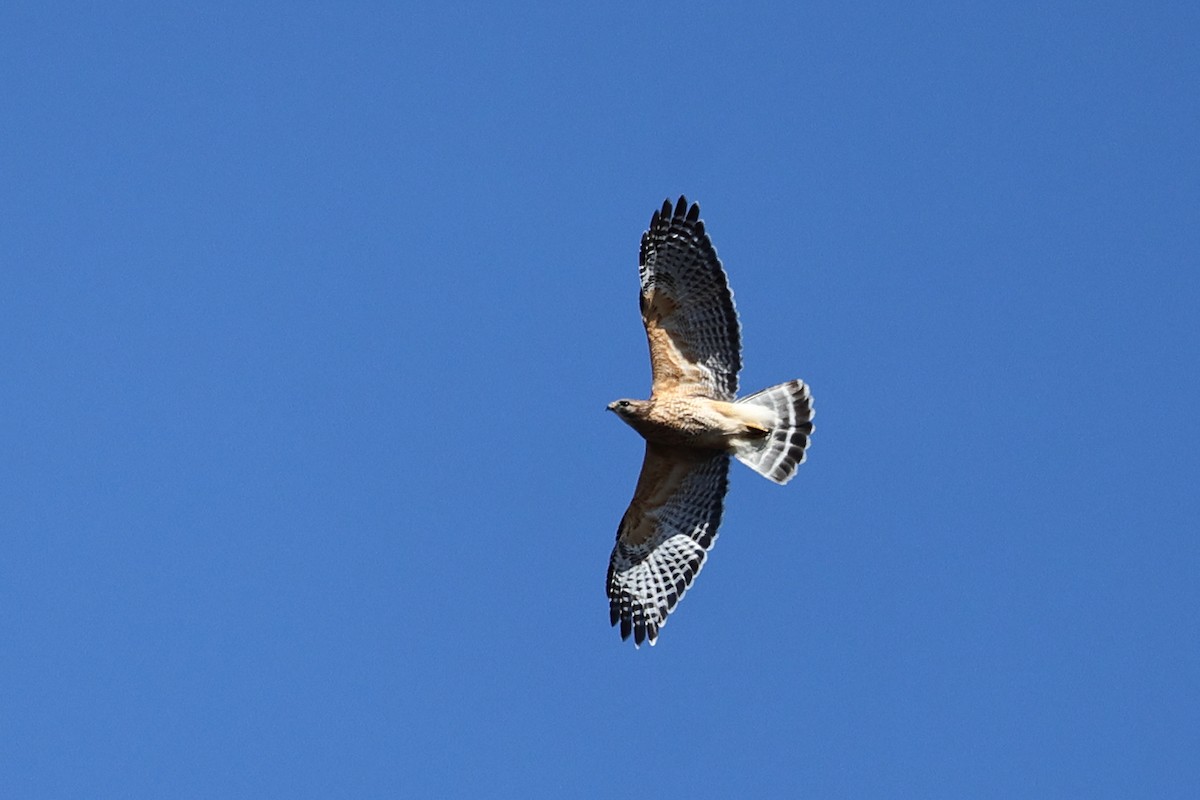 Red-shouldered Hawk - ML633175483
