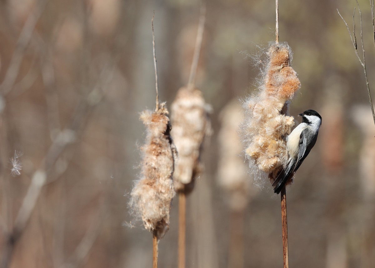 Black-capped Chickadee - ML633175508