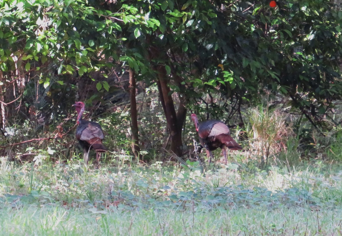 Wild Turkey - ML633175529