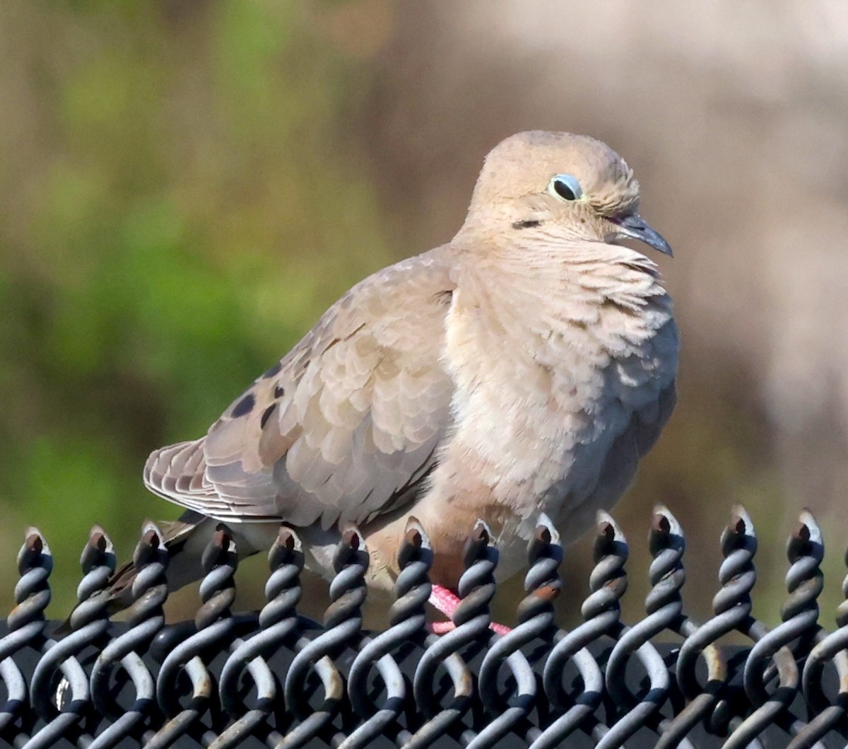 Mourning Dove - ML633175547