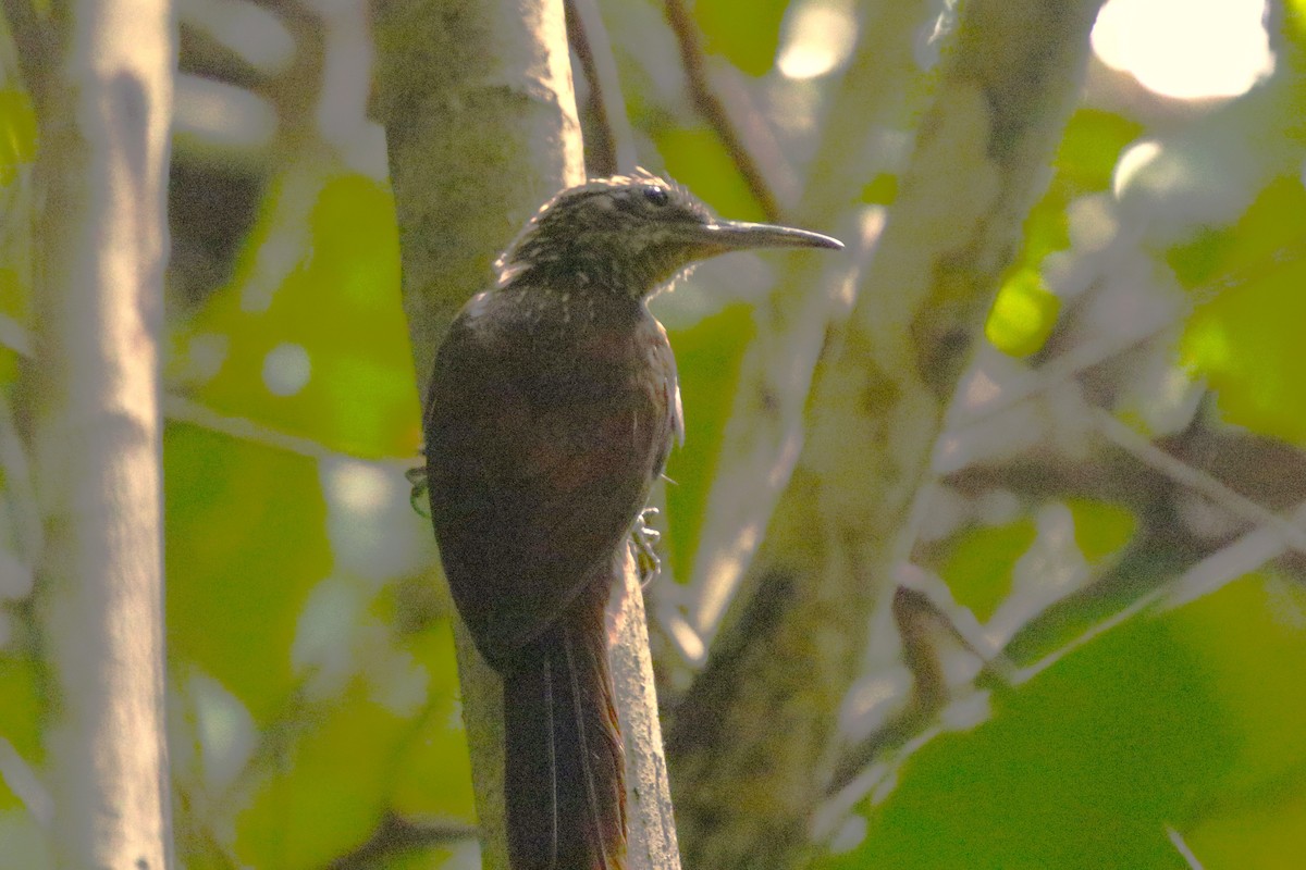 Cocoa Woodcreeper - walter sliva