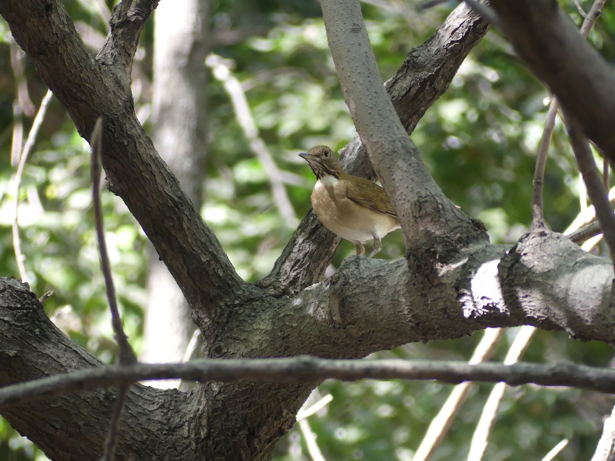 White-throated Thrush - ML633175569