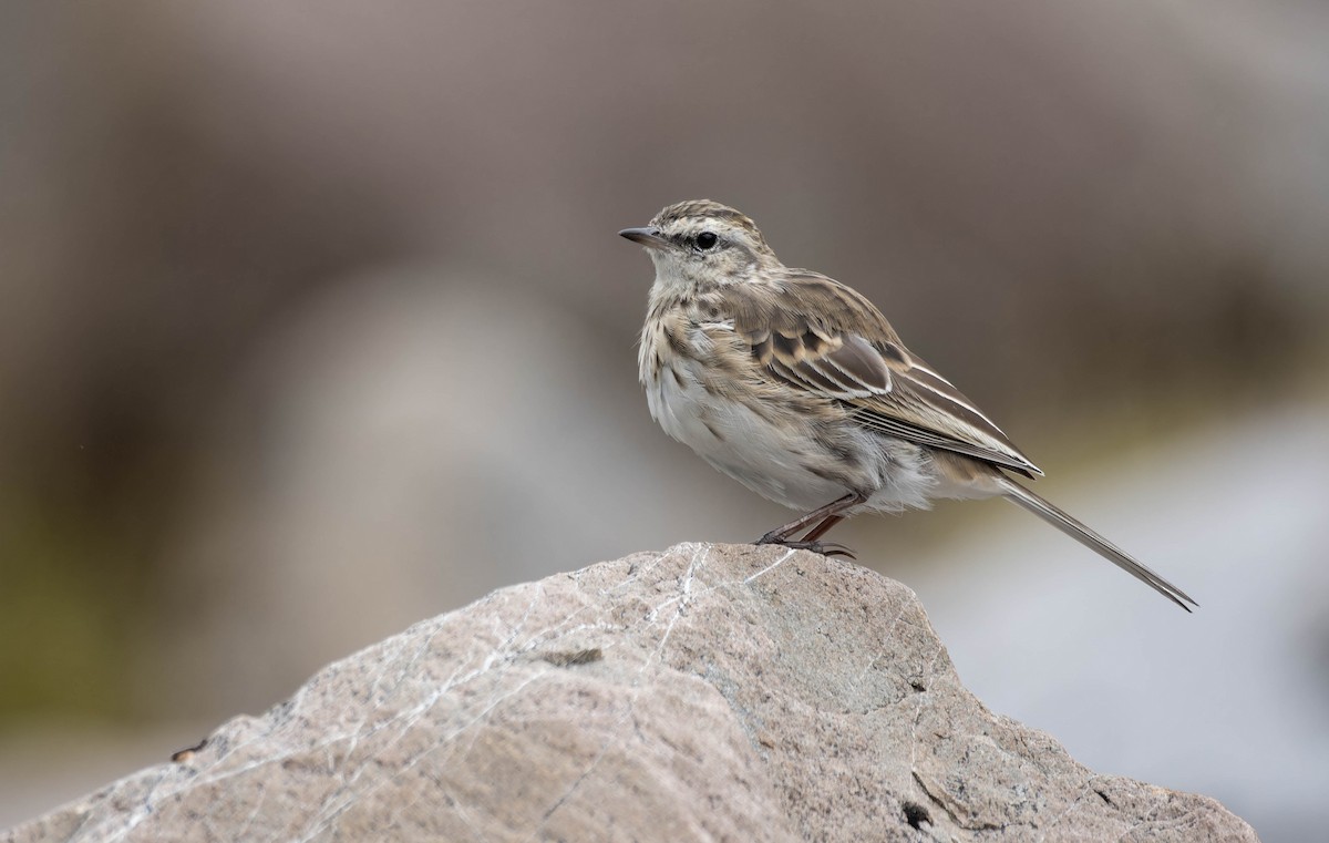 New Zealand Pipit - ML633175649