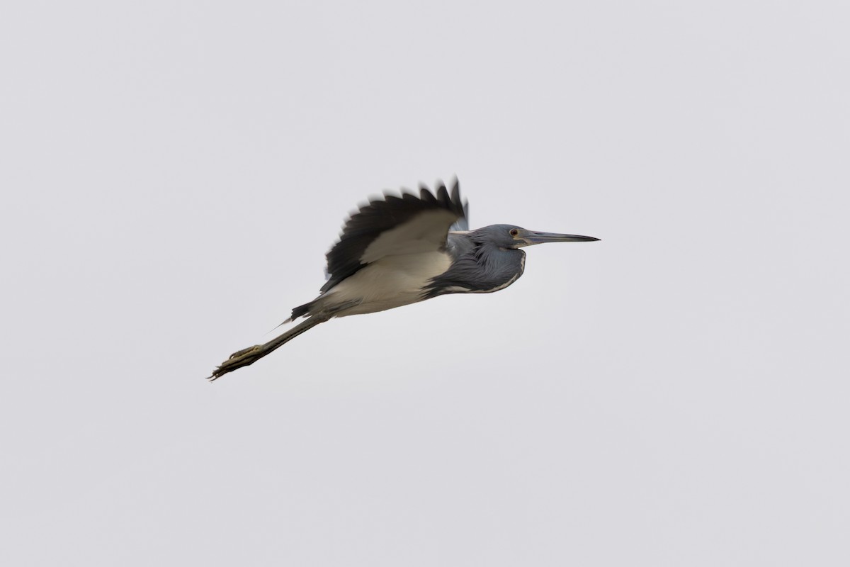 Tricolored Heron - ML633175668