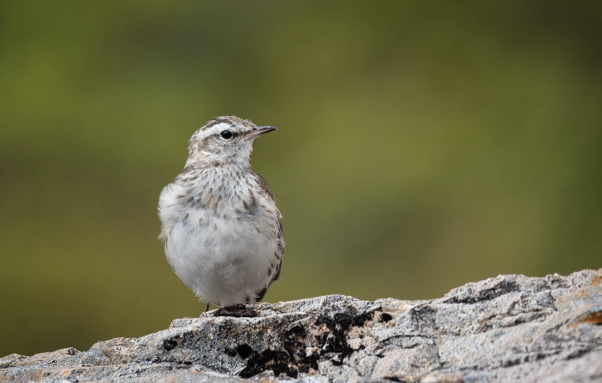 New Zealand Pipit - ML633175670