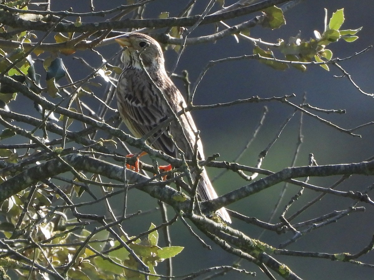 Corn Bunting - ML633175671