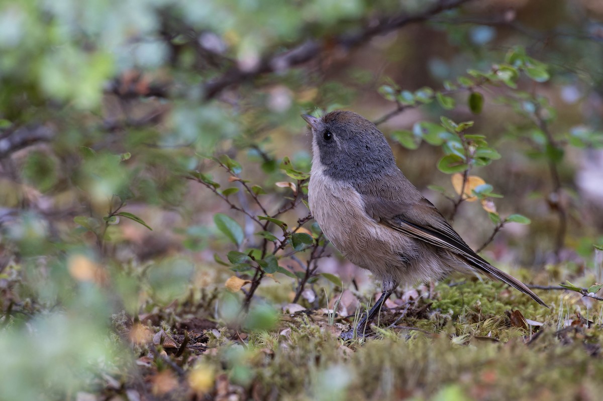 Pipipi - ML633175685