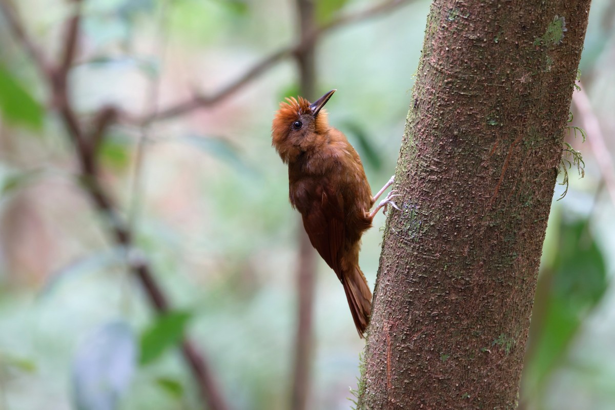 Ruddy Woodcreeper - ML633175825