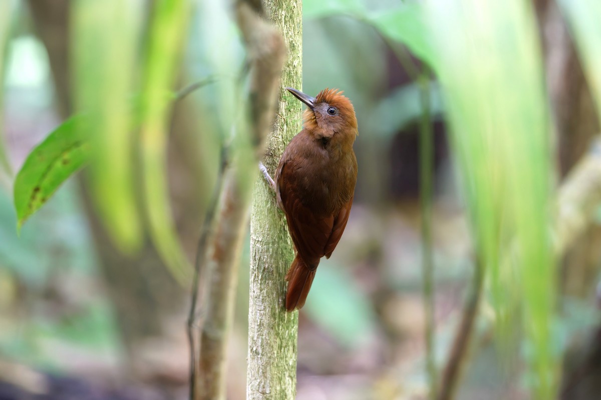 Ruddy Woodcreeper - ML633175828