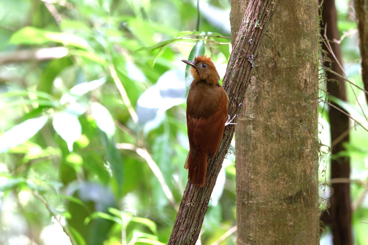Ruddy Woodcreeper - ML633175831
