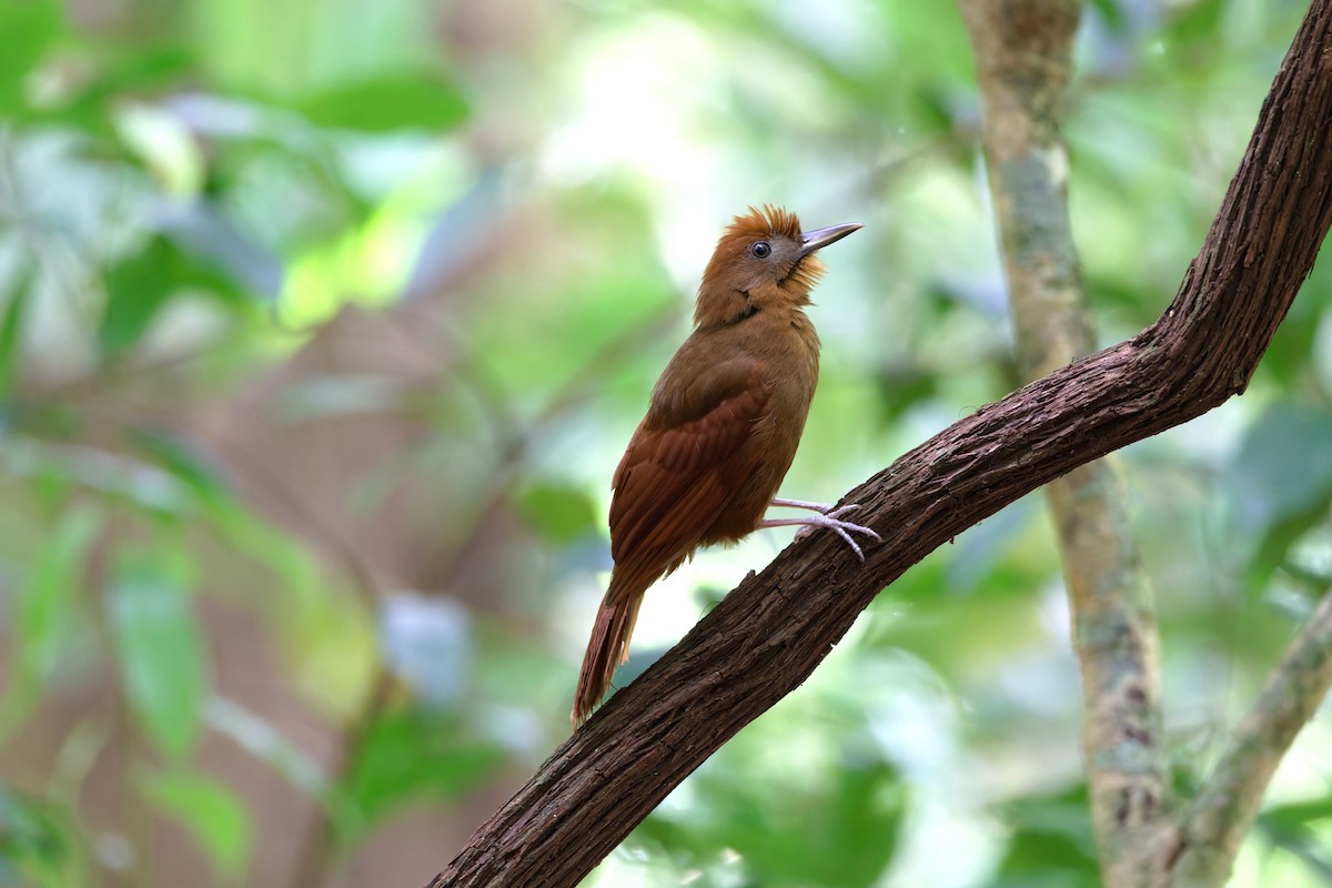 Ruddy Woodcreeper - ML633175841