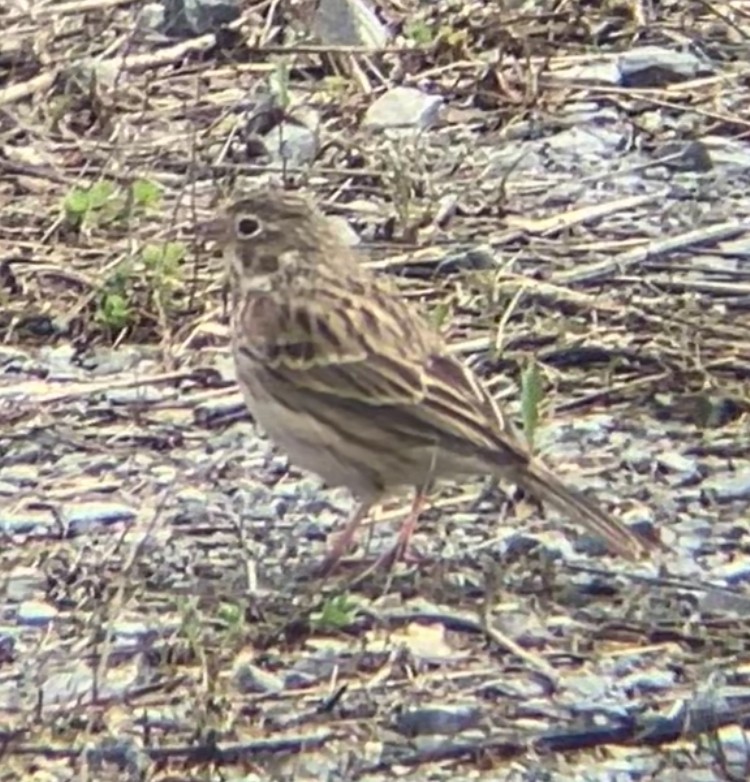 Vesper Sparrow - ML633175908